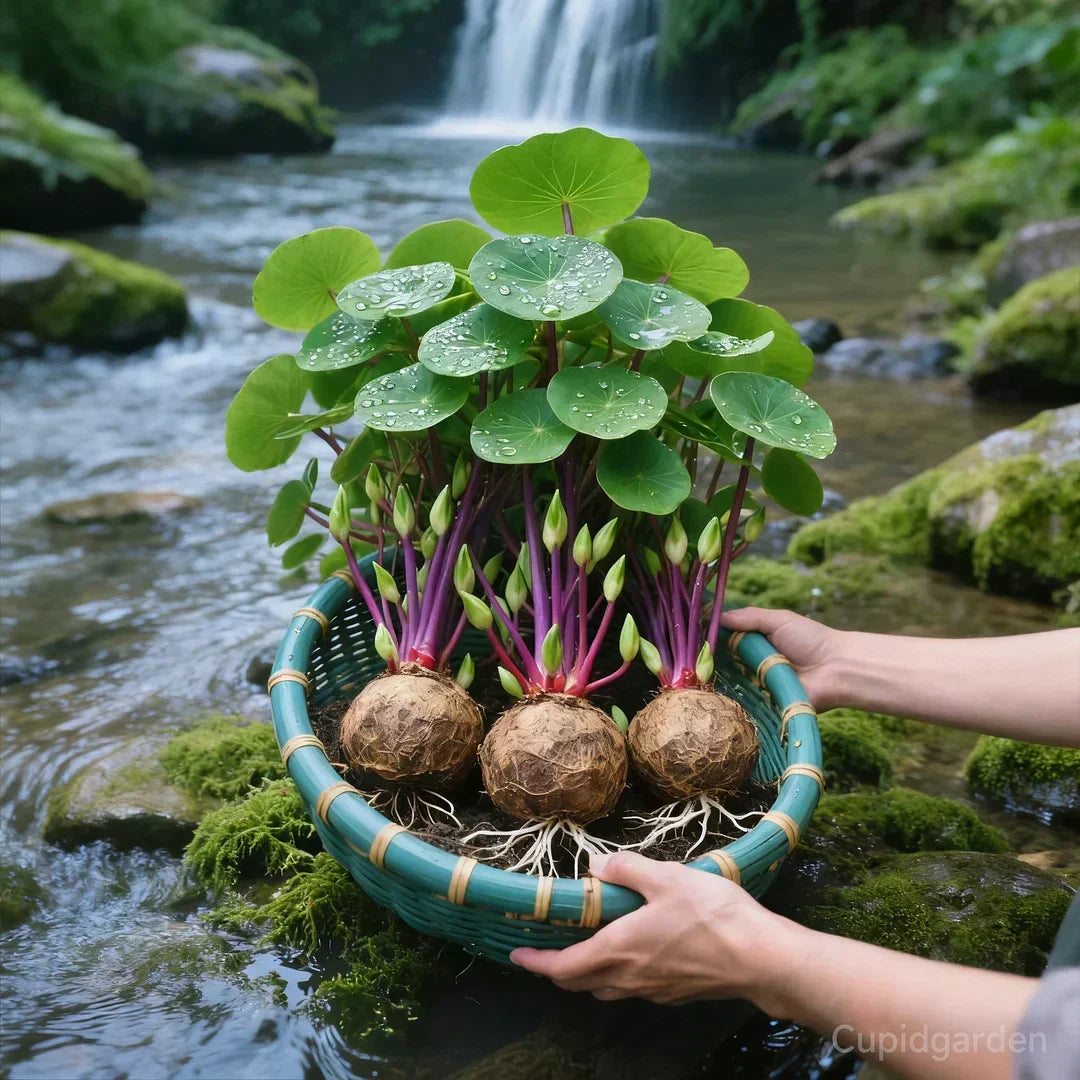 Knollia | Stephania Erecta Zimmerpflanze mit dekorativer Caudex-Knolle