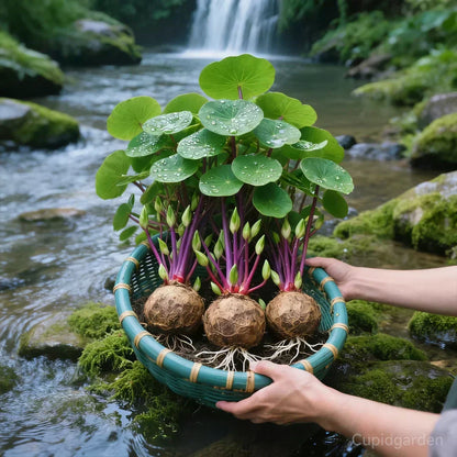Knollia | Stephania Erecta Zimmerpflanze mit dekorativer Caudex-Knolle