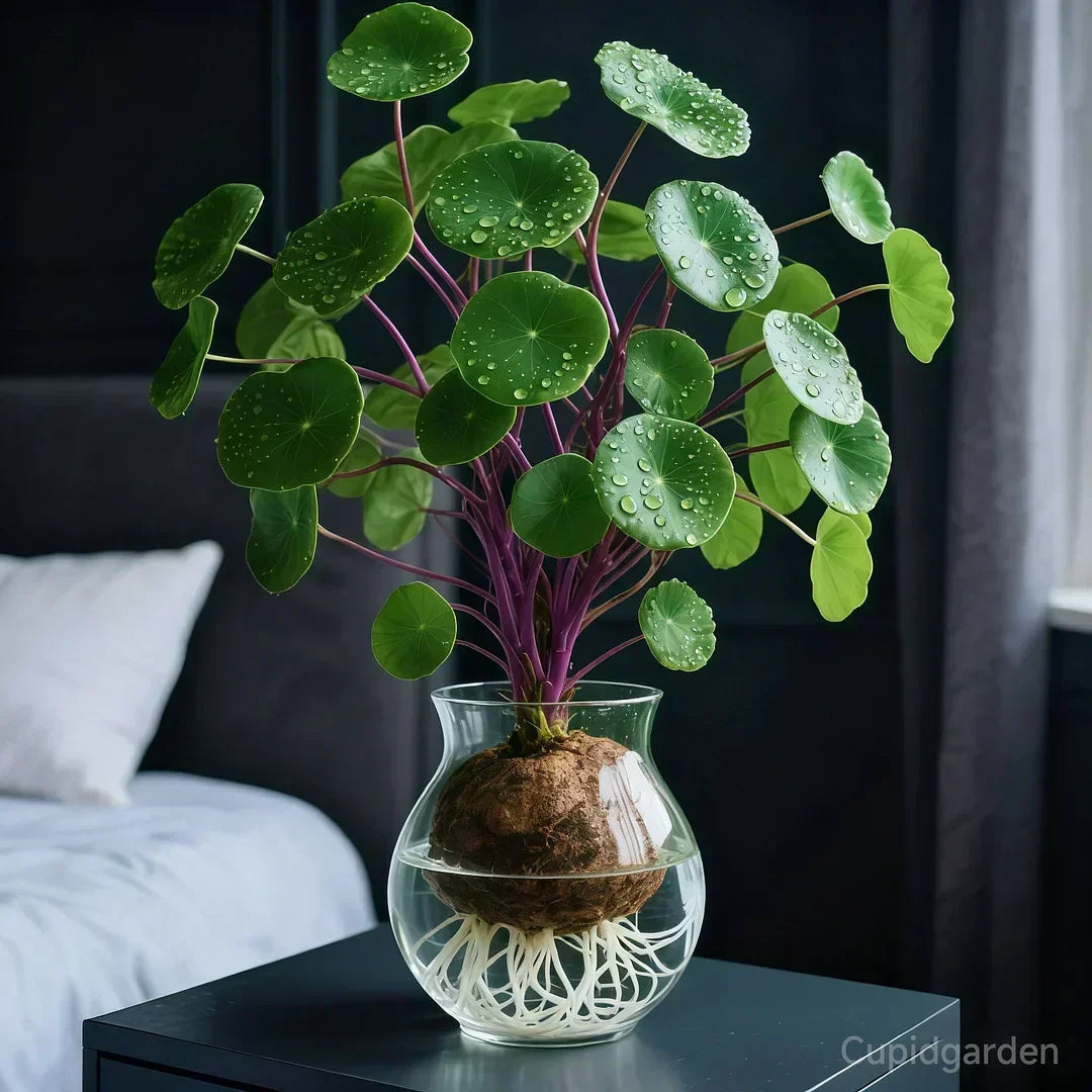 Knollia | Stephania Erecta Zimmerpflanze mit dekorativer Caudex-Knolle