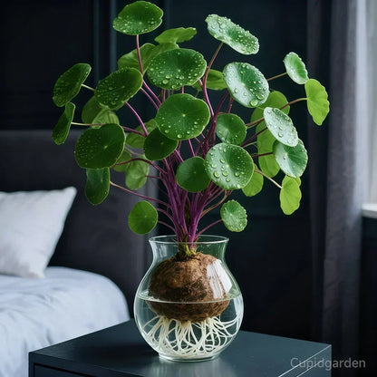 Knollia | Stephania Erecta Zimmerpflanze mit dekorativer Caudex-Knolle