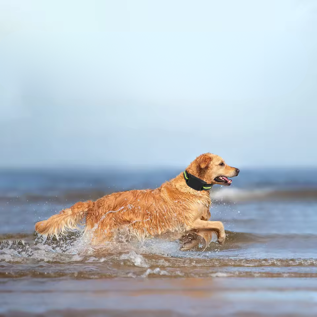 Barkless | Antibellhalsband für Kleine Hunde mit Ton und Vibration 3