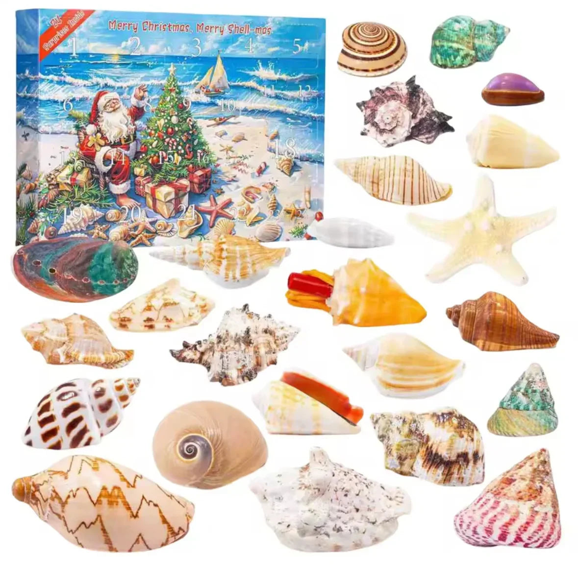 Muschel Adventskalender 2026