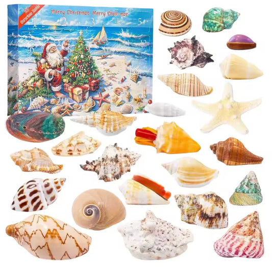 Muschel Adventskalender 2026