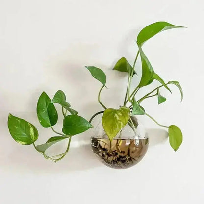 Mivoza | Elegante Glas-Wandvase für moderne Interieurs 3